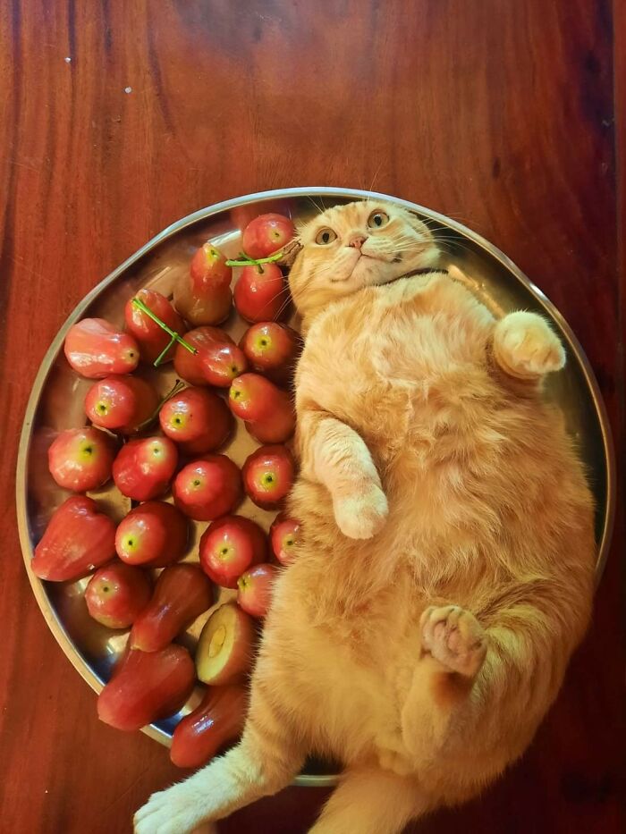 Orange cat lounging on a platter next to tomatoes, creating a whimsical scene.