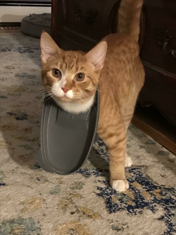Tabby cat with a slipper stuck on its head, standing on a patterned rug, creating a humorous and adorable scene.