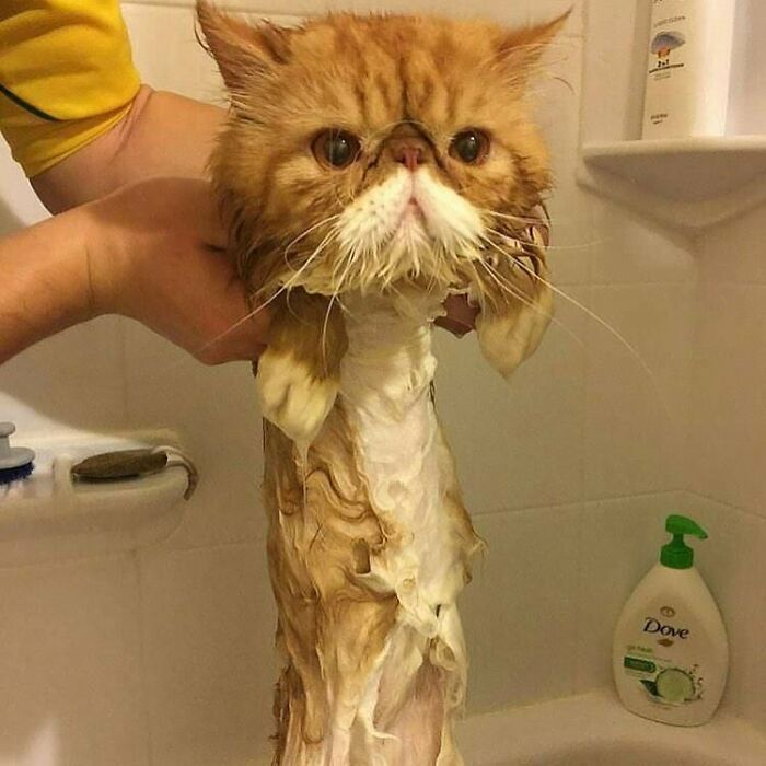 Wet cat in a bathtub, looking unimpressed while being bathed, with shampoo bottles in the background.