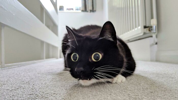 Black and white cat with wide eyes crouching on a carpet, showcasing a playful moment.