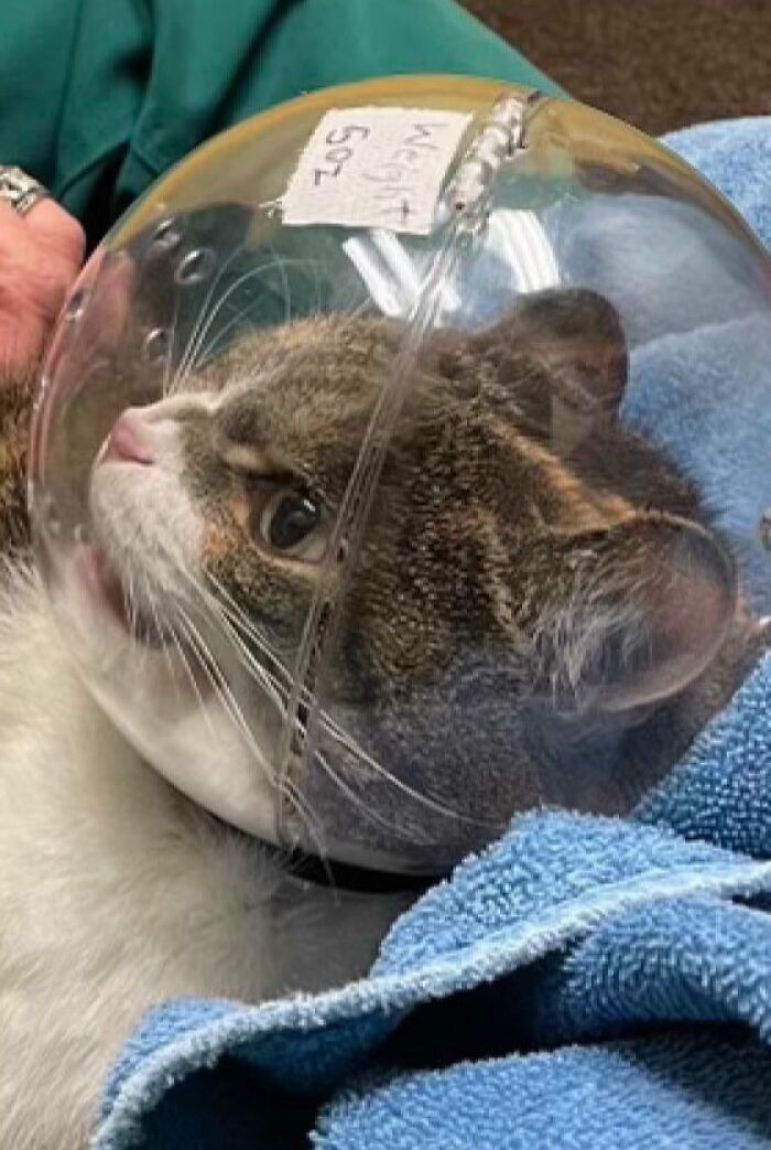 Cat with a transparent helmet looking curiously to the side, nestled on a blue blanket.