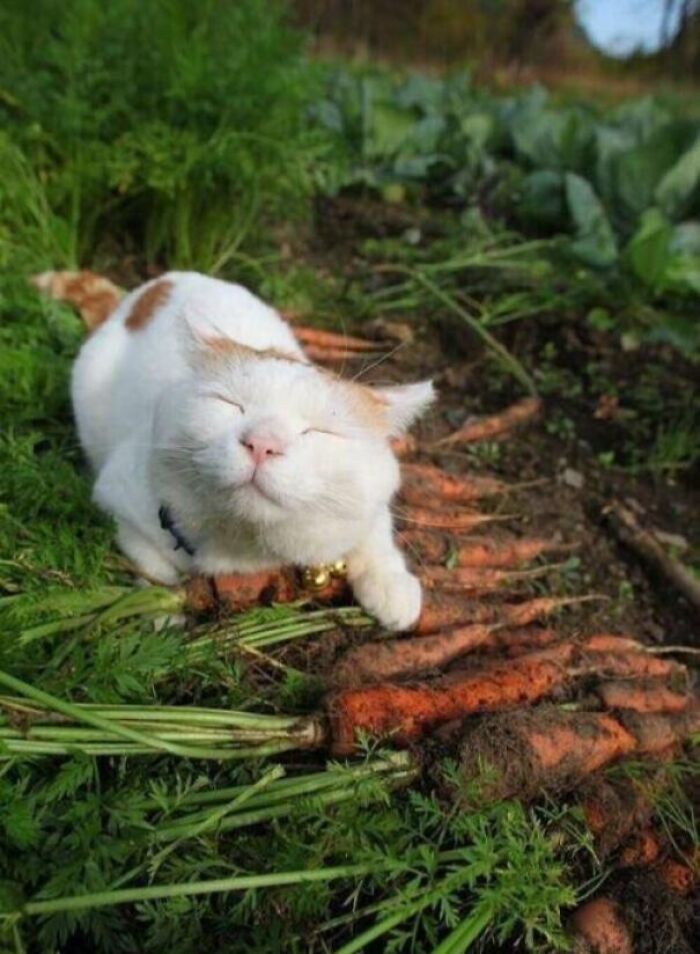 Cat enjoying a serene moment lying on fresh carrots in a garden.