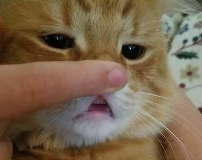 A close-up of a cat's face with a finger gently touching its nose.