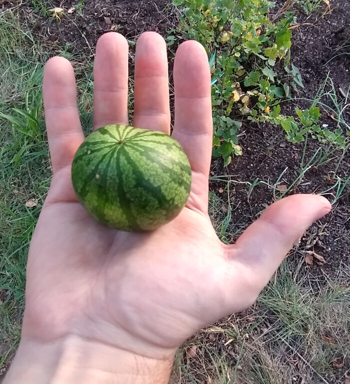 Hand holding a tiny watermelon, appearing deceptively unreal amidst garden background.