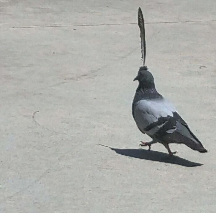 Pigeon with a feather on its head, resembling a crest, walking on pavement. Best posts from IG page.