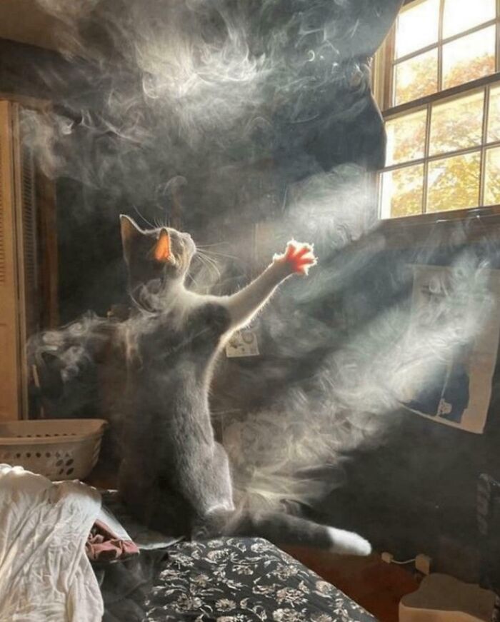 A cat stretches towards sunlit dust, creating an accidental renaissance painting effect.