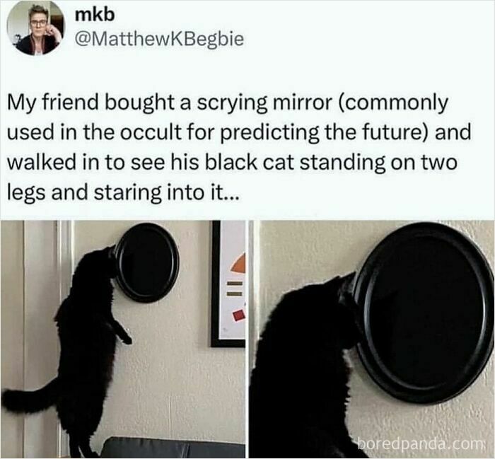 Black cat humorously staring into a scrying mirror on a wall, captured in meme format.