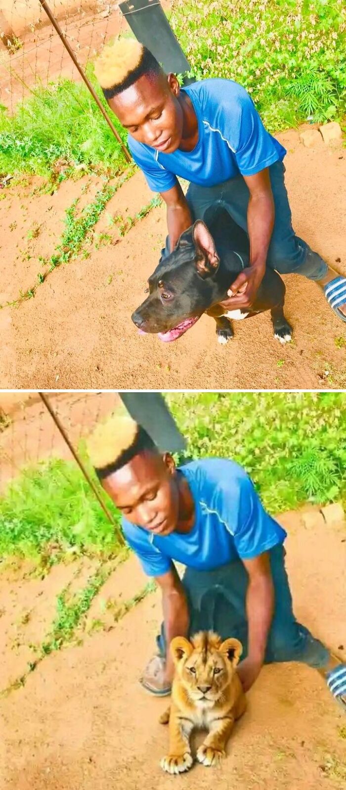 Person in blue shirt with edited photos, changing dog to lion cub.