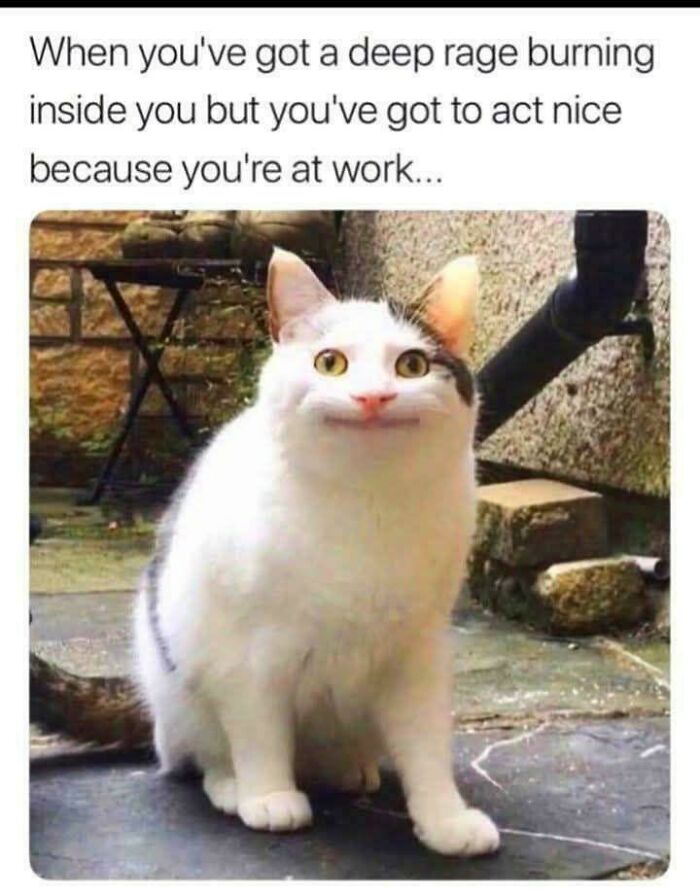 Funny work meme with a cat displaying a forced smile, capturing the feeling of staying composed during a stressful workweek.