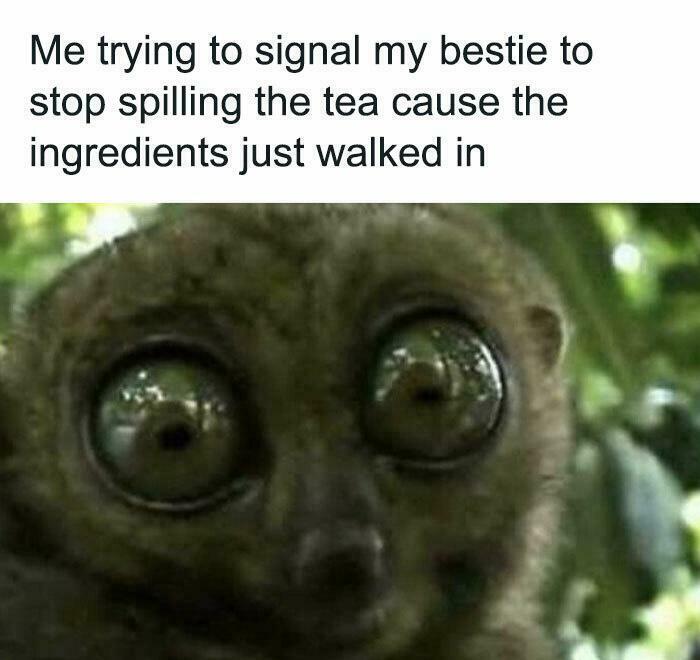 Wide-eyed animal with a caption about stopping gossip; a funny work meme to brighten your week.