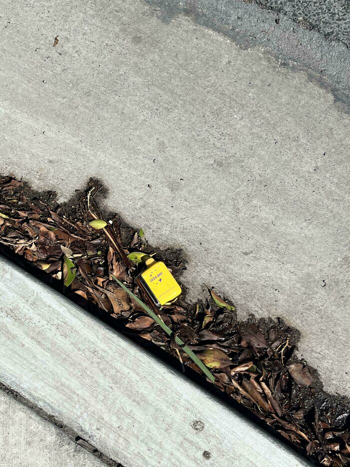 Yellow item with text "Geek Key" on street, surrounded by leaves. Shaming lack of self-awareness.