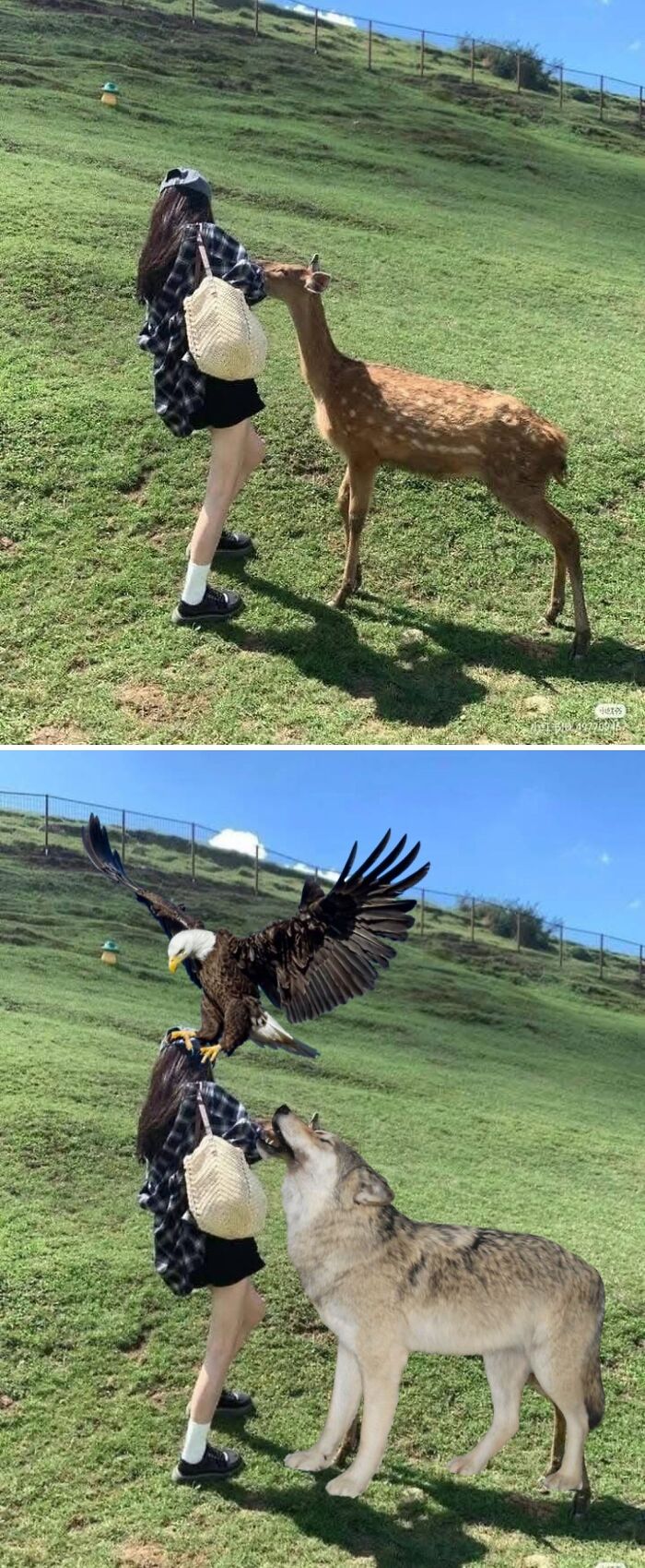 Photo edit request: A woman with a deer, later transformed into a scene with an eagle and a wolf.