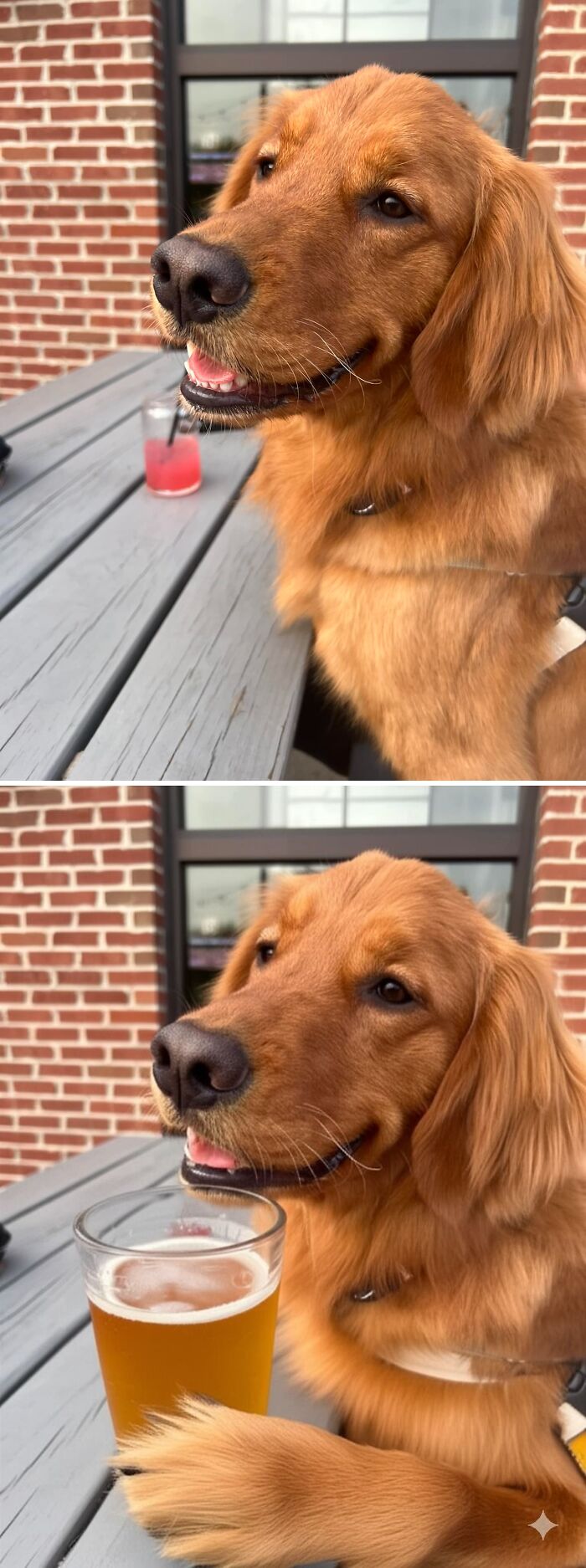 Golden retriever humorously edited with a beer, showcasing funny photo edits in an FB group.