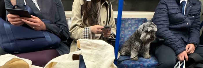 People on a subway, one focused on their phone, unaware of a dog sitting on the seat next to them.