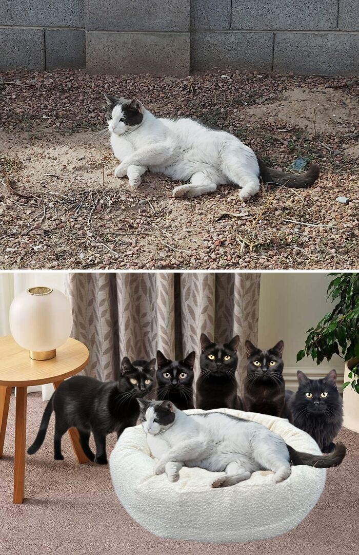 Photo edits transform a lone cat outdoors into a cozy scene with six curious cats indoors.