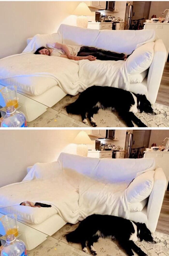 Edited photos showing a dog and a man on a couch, then edited to remove the man, in a humorous transformation.
