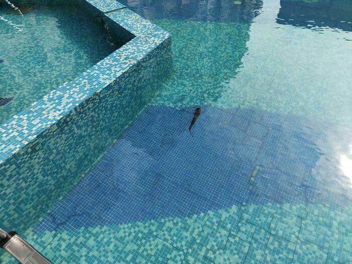 A lizard in a mosaic-tiled pool, highlighting lack of self-awareness.