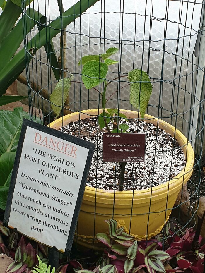 Dangerous plant, Dendrocnide moroides, known as the "Deadly Stinger," secured in a pot with warning sign.