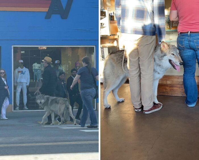 Large wolf-like dogs walk with people on street and indoors, highlighting danger.