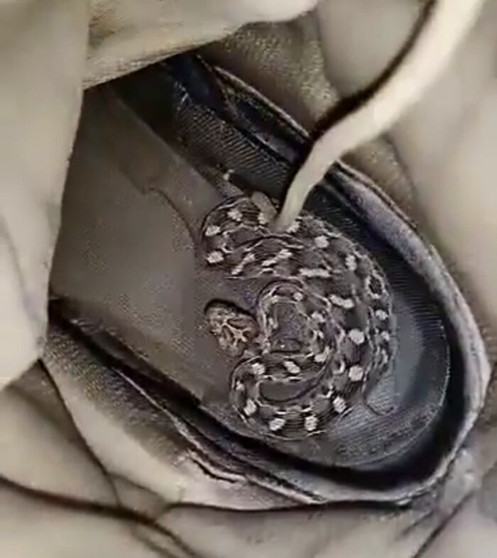 A small snake hidden inside a boot, showcasing something dangerous.