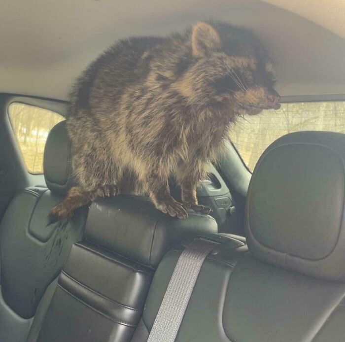 Raccoon perched on a car seat, illustrating a surprisingly dangerous situation inside a vehicle.