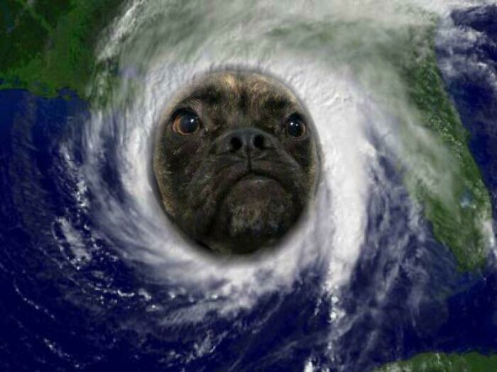 Dog's face humorously edited into the center of a swirling hurricane, creating a funny and unexpected scene.