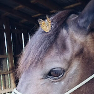 cascasinclaire avatar