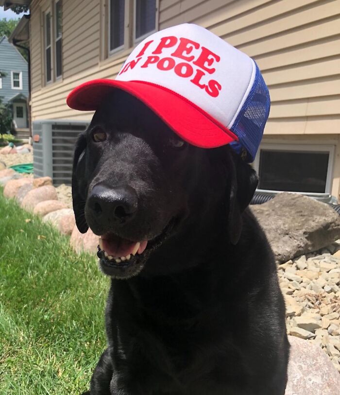 Black dog wearing a humorous hat that reads "I pee in pools" in a sunny backyard setting, embodying a ridiculous find.
