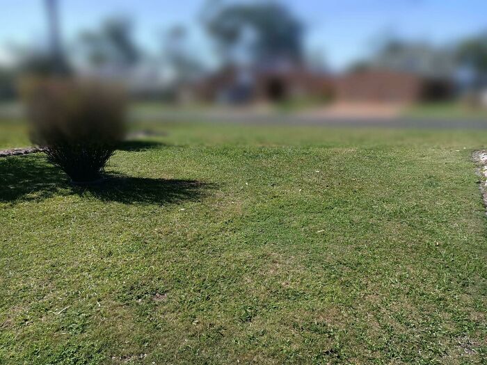 A blurry yard with patchy grass, related to horrific landlords.