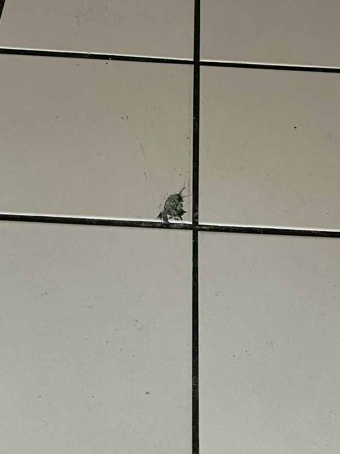 Chipped floor tile showing wear and tear, possibly due to poor maintenance by landlords.