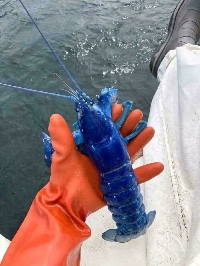 A person in an orange glove holds a rare blue lobster above the ocean water.