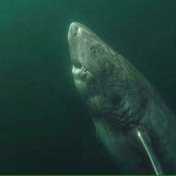 Large shark swimming in deep ocean, creating a chilling underwater scene.