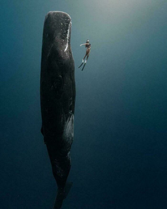 Diver next to a massive whale in deep ocean waters, highlighting the scary scale of sea creatures.