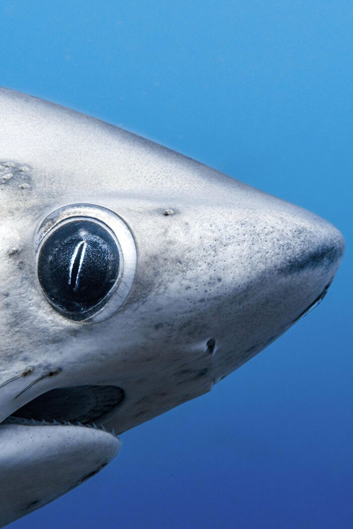 Close-up of a shark's face, highlighting its eye, showcasing a scary ocean creature.