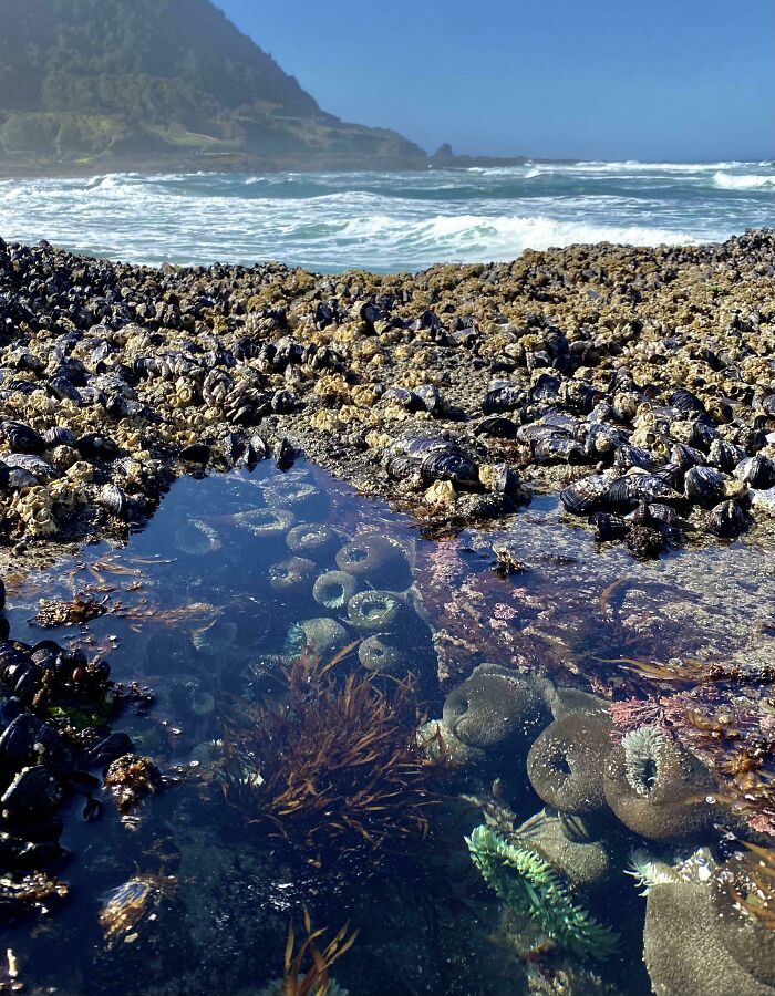 Tide pool with mussels and sea anemones on a rocky shore, ocean waves in the background.