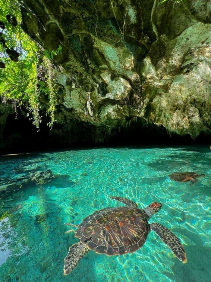 Sea turtle swimming in clear cave waters, surrounded by rocky formations, evoking ocean anxiety.