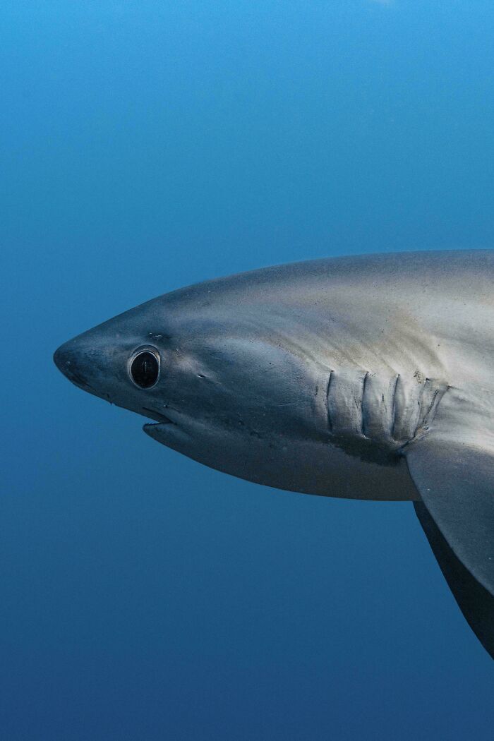 Close-up of a shark swimming underwater, evoking fear of the ocean.