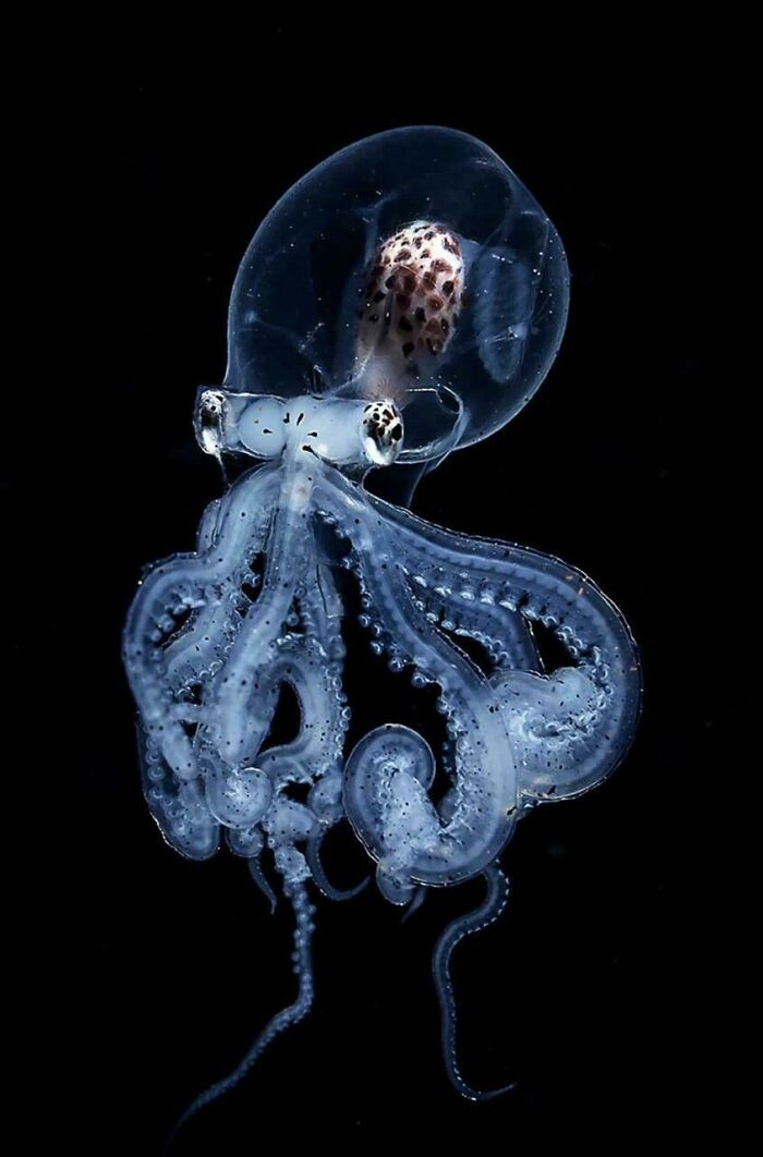 Translucent octopus floats against a dark ocean background, showcasing its intricate tentacles and eerie appearance.
