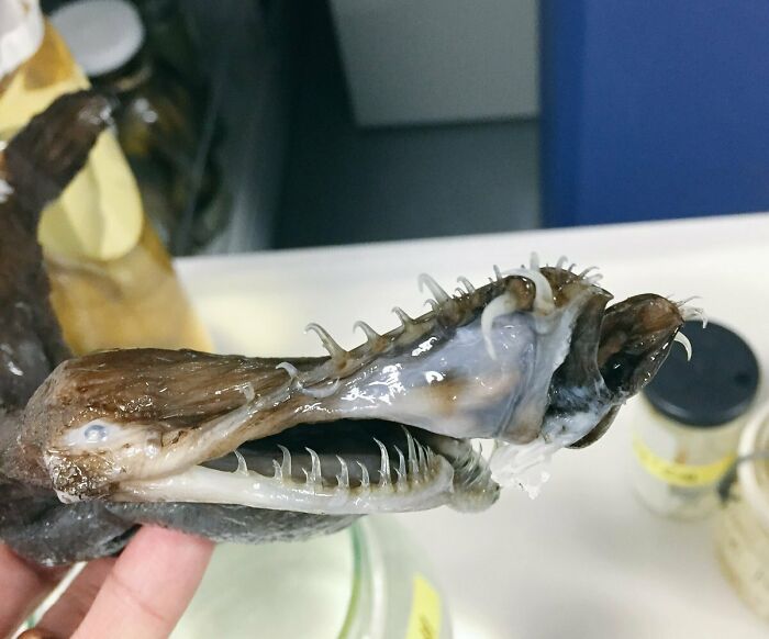 Close-up of a frightening deep-sea fish with sharp teeth, showcasing the scary mysteries of the ocean.