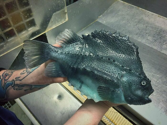 Strange fish with bumpy skin held by tattooed arms, highlighting the ocean's scary wonders.
