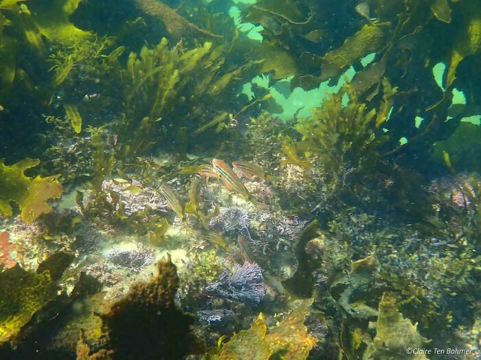 Underwater scene with seaweed and fish, evoking ocean mysteries and a sense of unease.