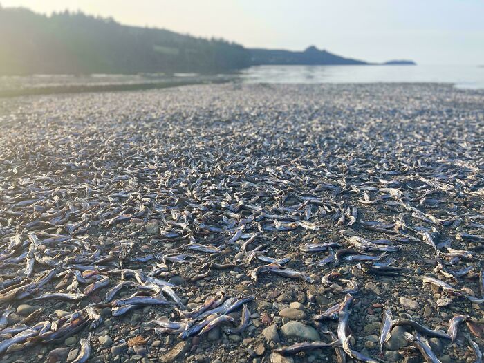 Hundreds of small fish washed ashore on a rocky beach, illustrating a scary ocean phenomenon.