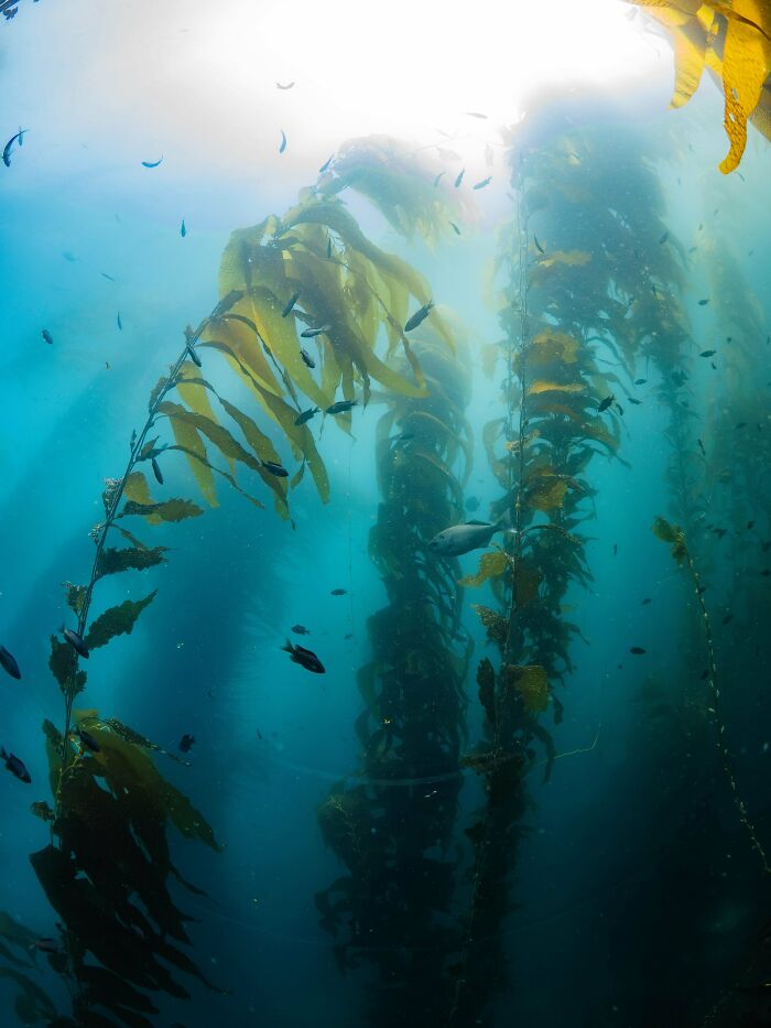 Underwater scene with towering kelp and fish, evoking the vast and mysterious depths of the ocean.