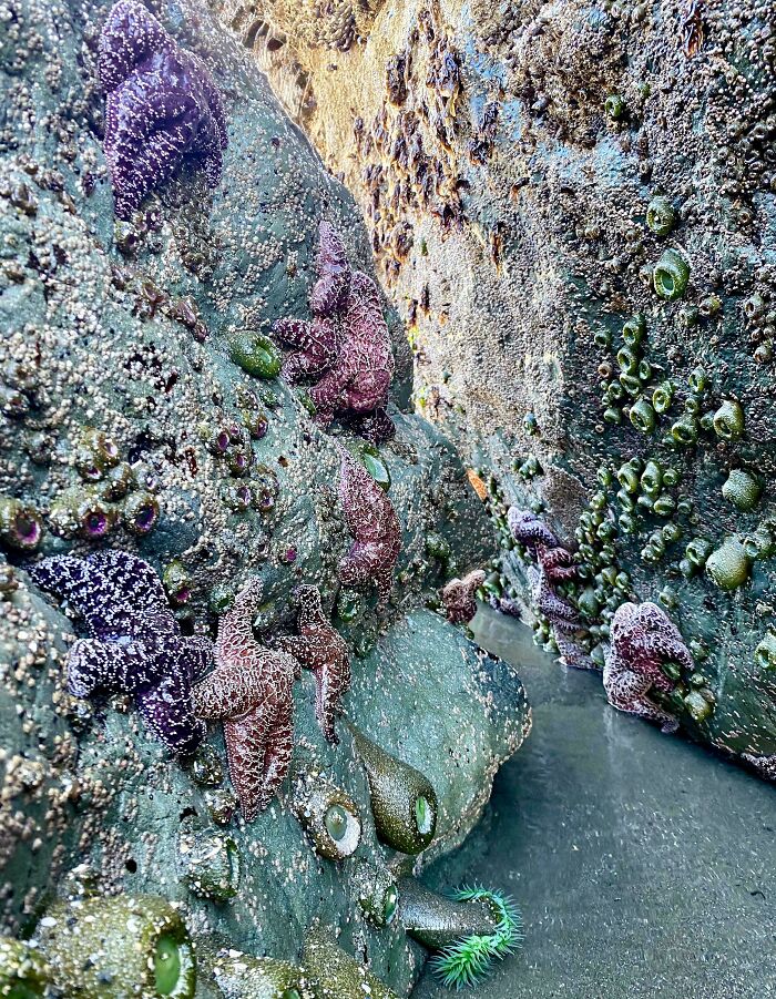 Colorful sea stars and anemones cling to rocky tide pools, showcasing ocean life.