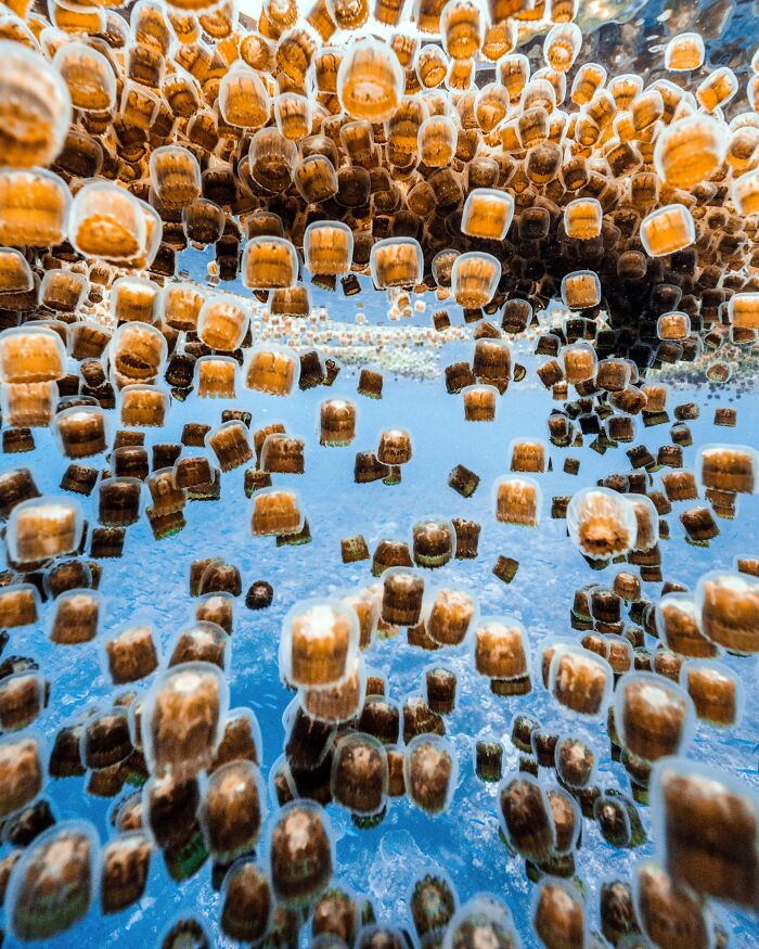 Numerous jellyfish float underwater, creating a scary ocean scene.