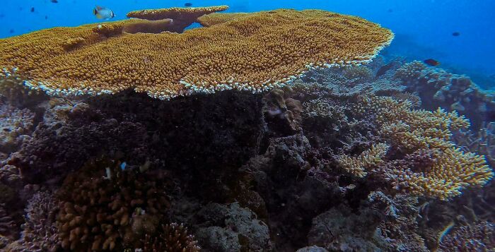 Underwater coral formations in the ocean, creating a stunning marine scene.