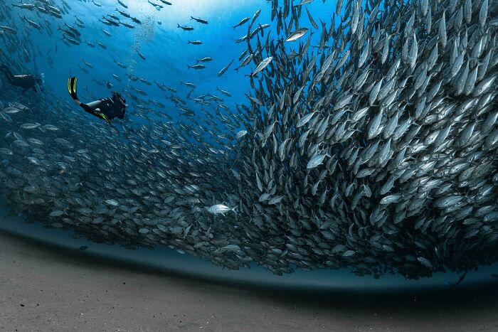 Diver swims near massive fish school in the ocean, creating a surreal and scary underwater scene.
