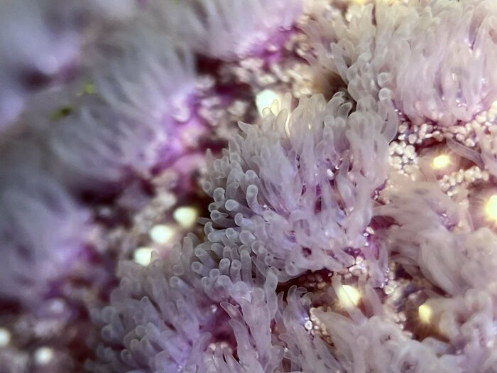 Close-up of purple sea anemone tentacles showcasing ocean life details.