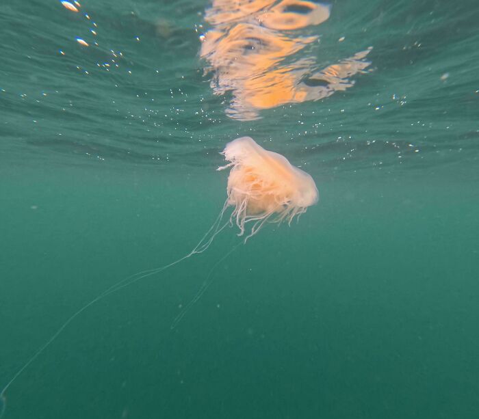 Jellyfish floating in ocean water, showcasing the mysterious and potentially scary aspects of the ocean.