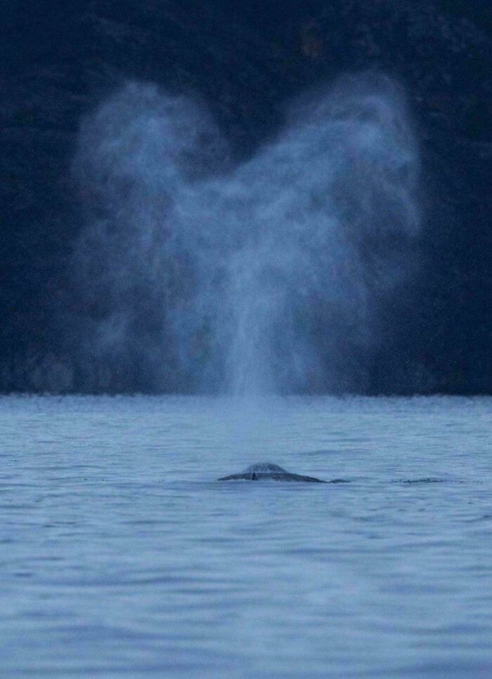 A mysterious ocean scene with a whale creating a heart-shaped water spray.